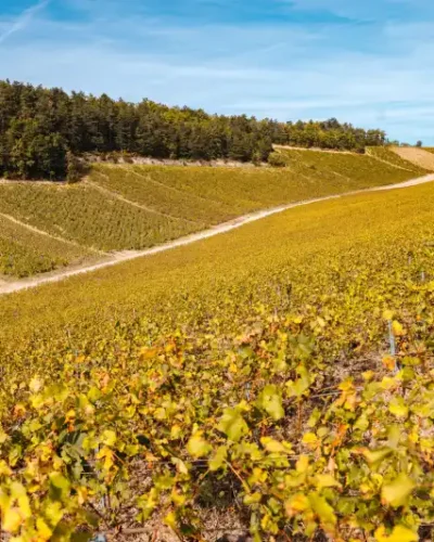 Domaine des Malandes