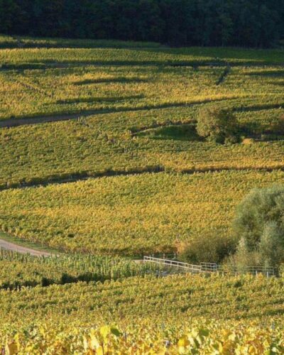 Domaines Schlumberger