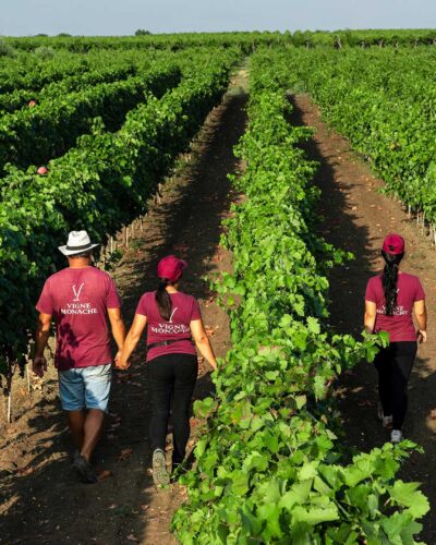Vigne Monache